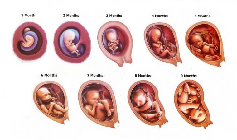 Detail Gambar Pertumbuhan Janin Nomer 15