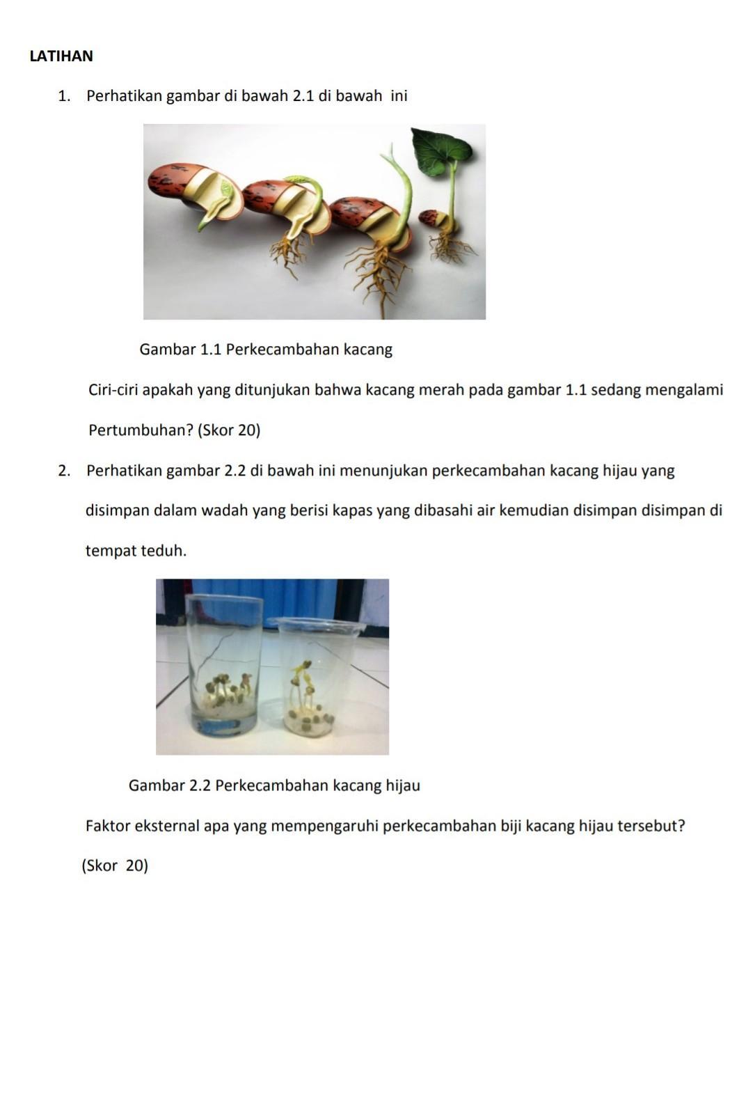 Detail Gambar Pertumbuhan Kacang Hijau Nomer 35