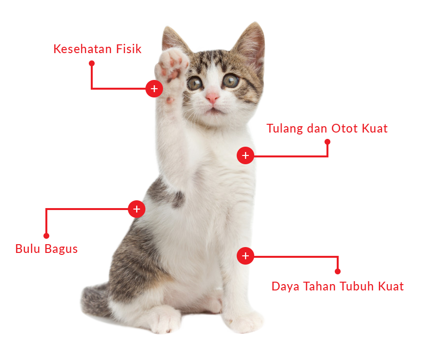 Detail Gambar Pertumbuhan Kucing Nomer 23