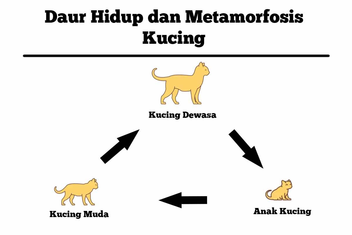 Detail Gambar Pertumbuhan Kucing Nomer 29