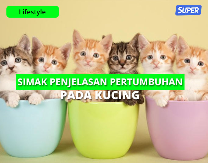 Detail Gambar Pertumbuhan Kucing Nomer 30