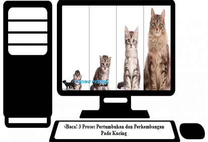 Detail Gambar Pertumbuhan Kucing Nomer 40