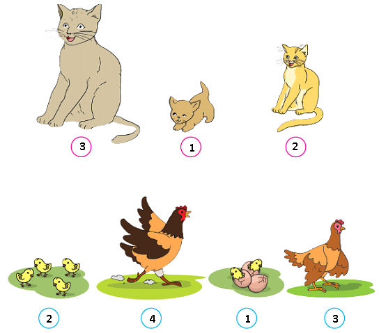 Detail Gambar Pertumbuhan Kucing Nomer 8