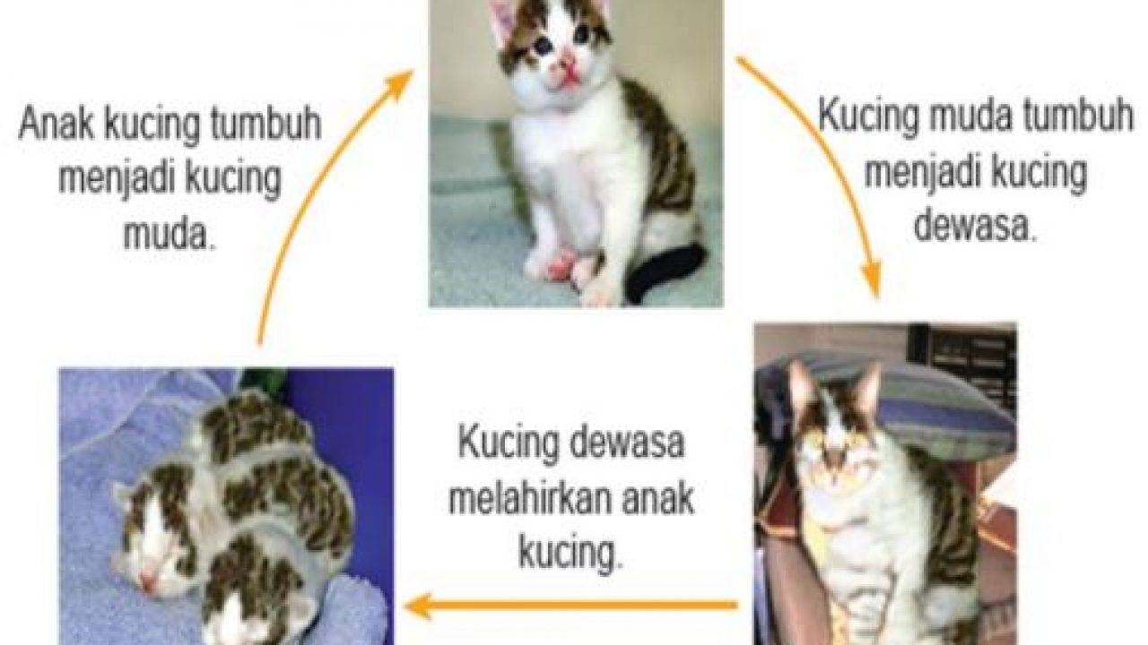 Detail Gambar Pertumbuhan Kucing Nomer 10