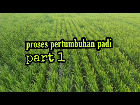 Detail Gambar Pertumbuhan Padi Nomer 9