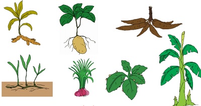 Detail Gambar Pertumbuhan Pembelajaran Nomer 6