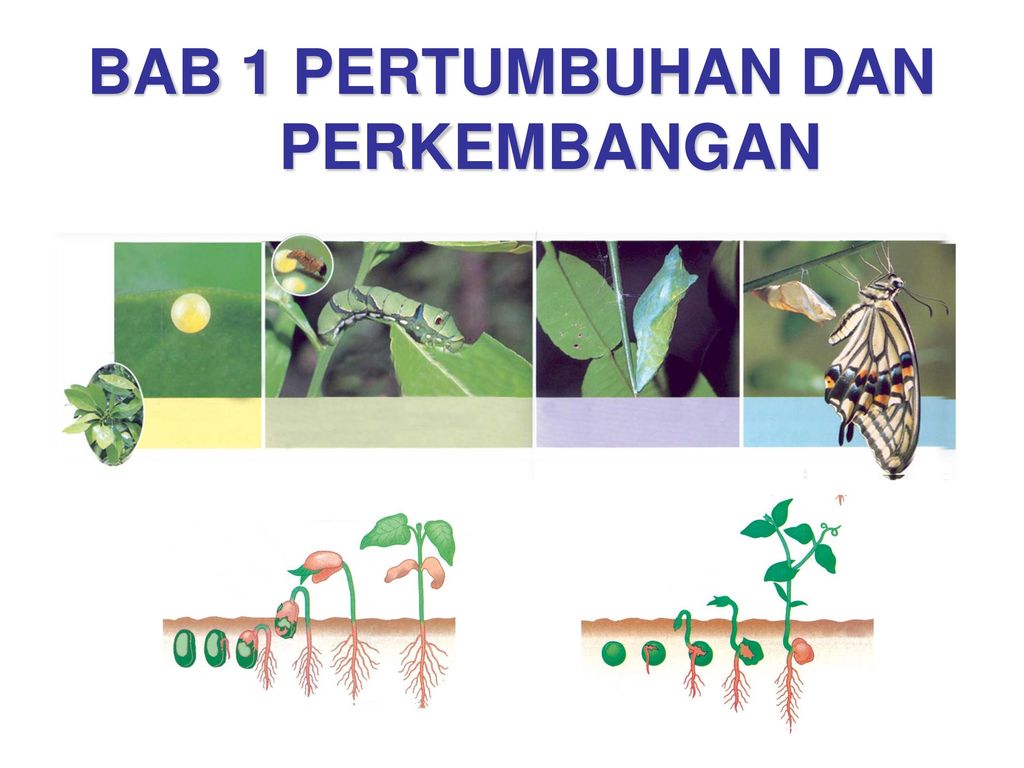 Detail Gambar Pertumbuhan Perkembangan Nomer 24