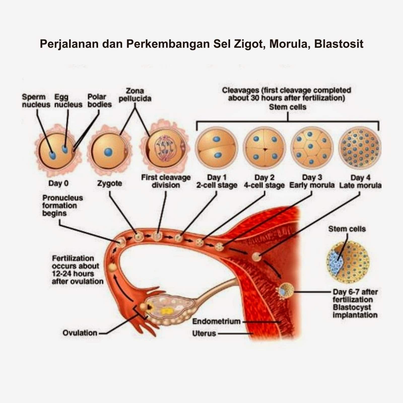 Detail Gambar Pertumbuhan Perkembangan Nomer 44