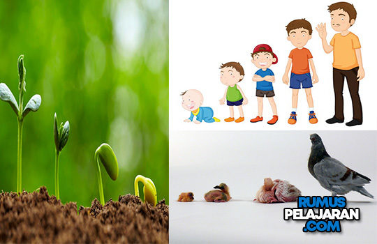 Detail Gambar Pertumbuhan Perkembangan Nomer 46