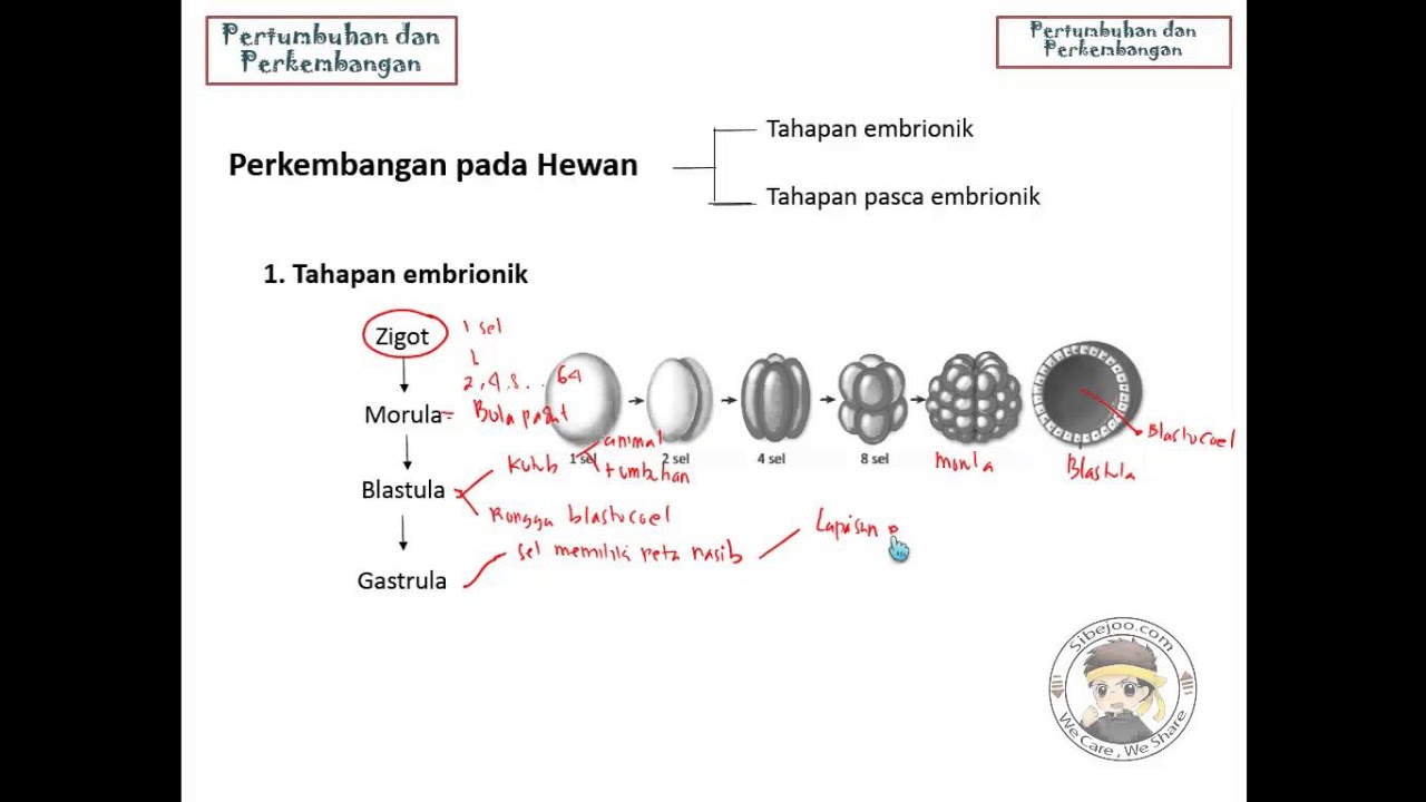 Detail Gambar Pertumbuhan Perkembangan Nomer 55