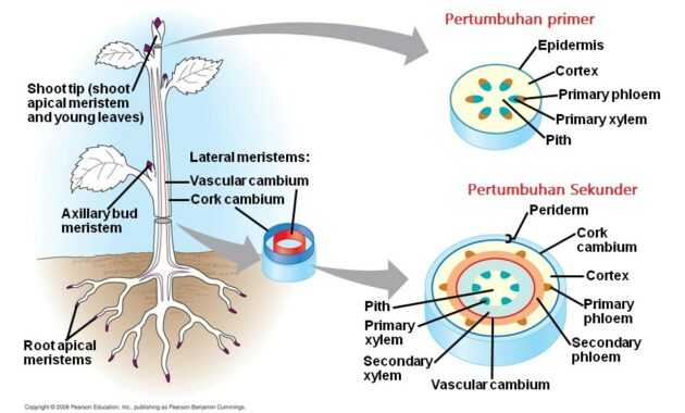 Detail Gambar Pertumbuhan Primer Nomer 11