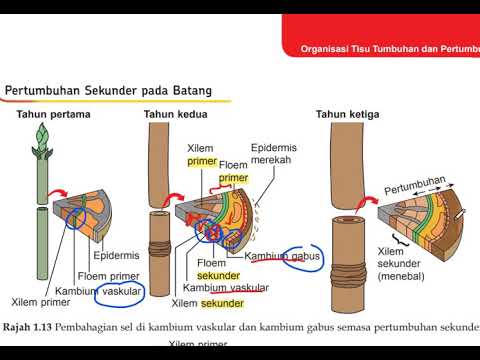 Detail Gambar Pertumbuhan Primer Nomer 13