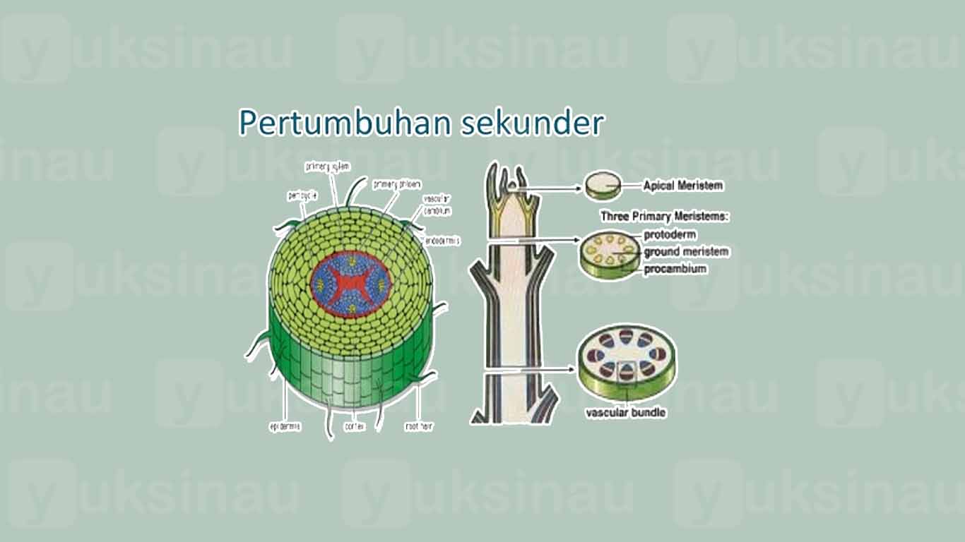 Detail Gambar Pertumbuhan Primer Nomer 18