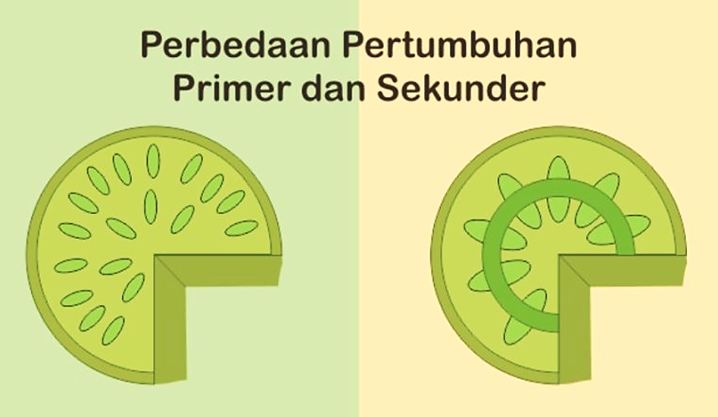 Detail Gambar Pertumbuhan Primer Nomer 25