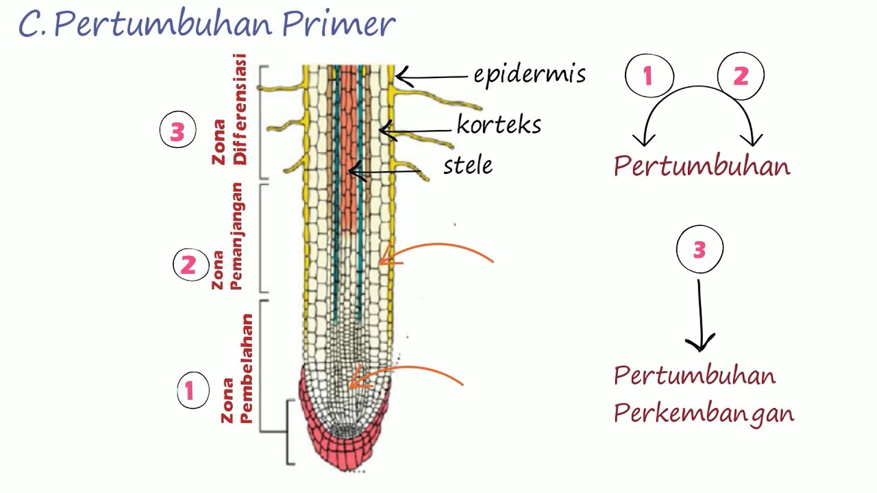 Detail Gambar Pertumbuhan Primer Nomer 26