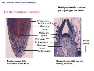 Detail Gambar Pertumbuhan Primer Nomer 45