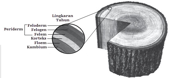 Detail Gambar Pertumbuhan Primer Nomer 55