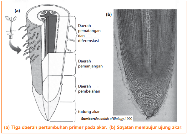 Detail Gambar Pertumbuhan Primer Nomer 10