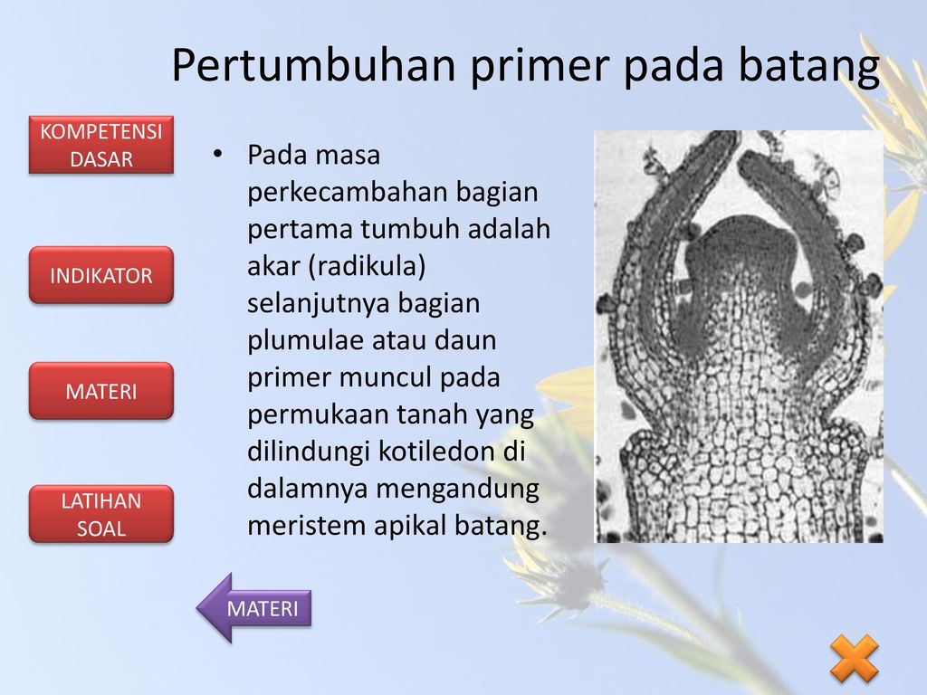 Detail Gambar Pertumbuhan Primer Dan Sekunder Nomer 41