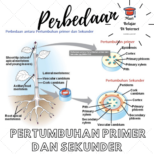 Detail Gambar Pertumbuhan Sekunder Nomer 14