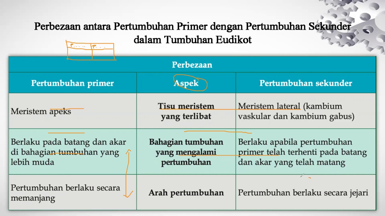 Detail Gambar Pertumbuhan Sekunder Nomer 22