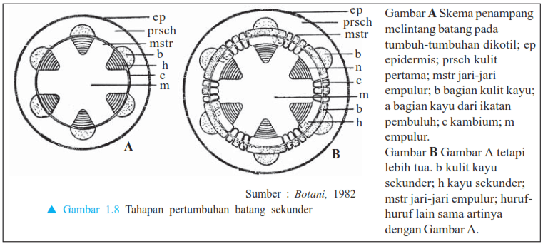 Detail Gambar Pertumbuhan Sekunder Nomer 25