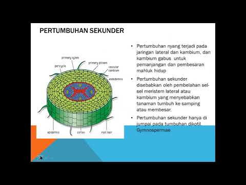 Detail Gambar Pertumbuhan Sekunder Nomer 30