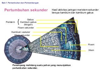 Detail Gambar Pertumbuhan Sekunder Nomer 36