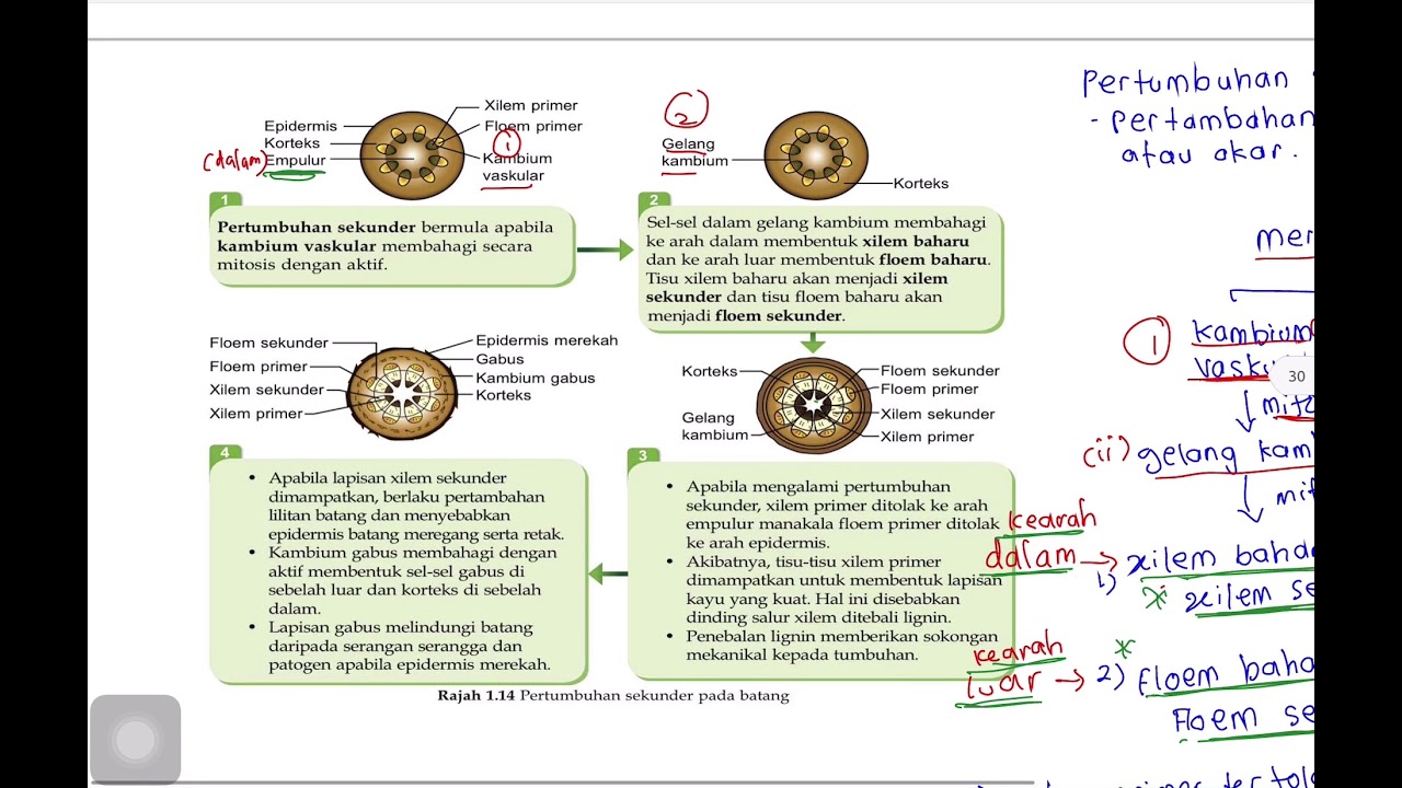 Detail Gambar Pertumbuhan Sekunder Nomer 38