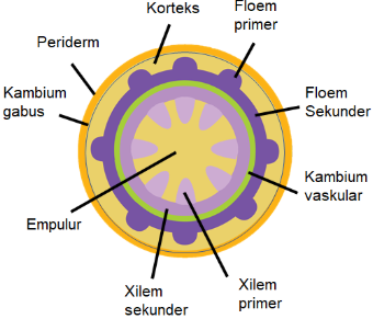 Detail Gambar Pertumbuhan Sekunder Nomer 42