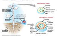Detail Gambar Pertumbuhan Sekunder Nomer 55