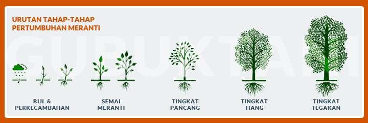 Detail Gambar Pertumbuhan Tanaman Nomer 30