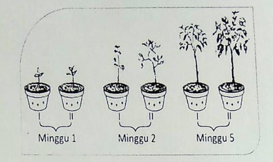 Detail Gambar Pertumbuhan Tanaman Nomer 38