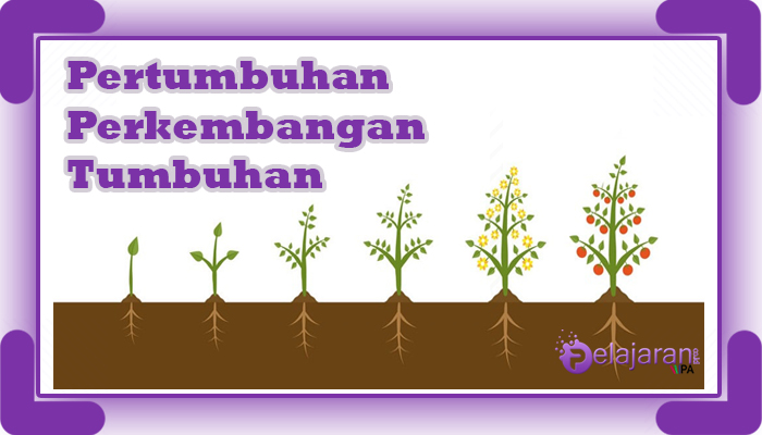 Detail Gambar Pertumbuhan Tanaman Nomer 39