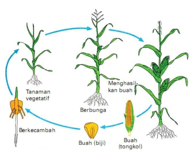 Detail Gambar Pertumbuhan Tanaman Nomer 49