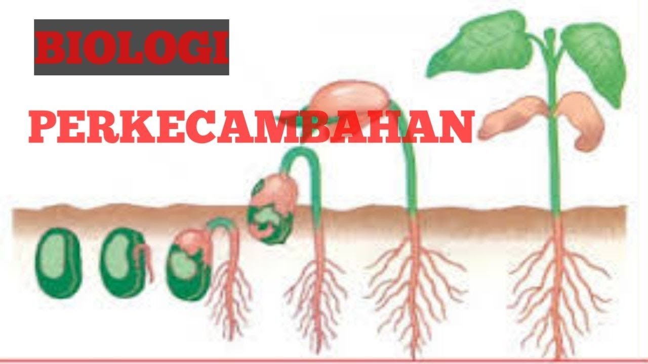 Detail Gambar Pertumbuhan Tanaman Melalui Biji Nomer 9