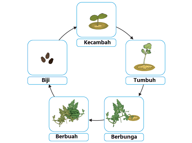 Detail Gambar Pertumbuhan Tanaman Melalui Biji Nomer 11