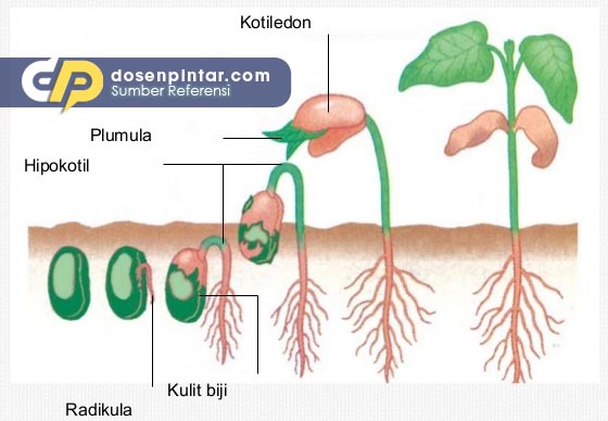 Detail Gambar Pertumbuhan Tanaman Melalui Biji Nomer 12