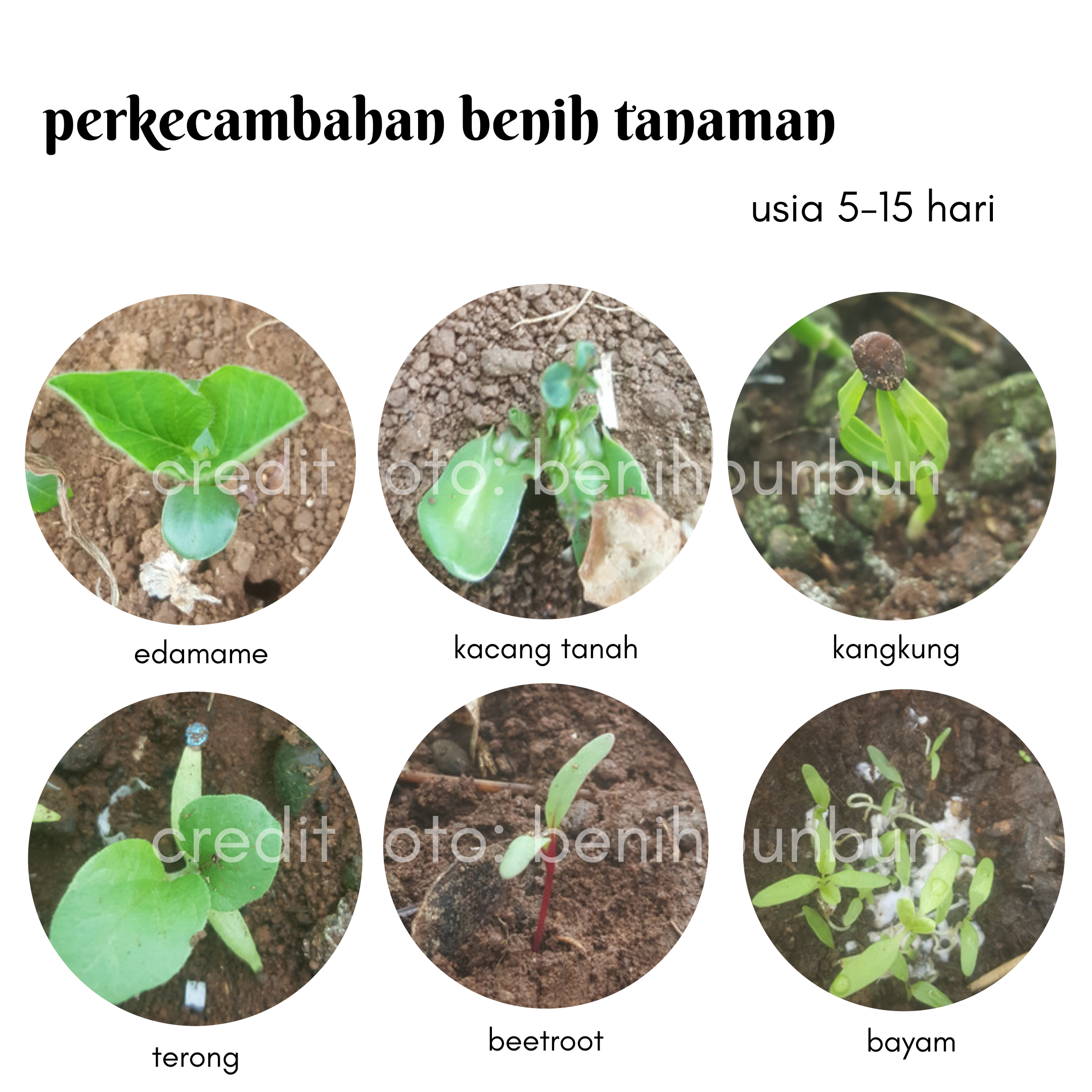 Detail Gambar Pertumbuhan Tanaman Melalui Biji Nomer 20