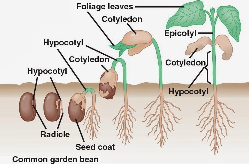 Detail Gambar Pertumbuhan Tanaman Melalui Biji Nomer 25