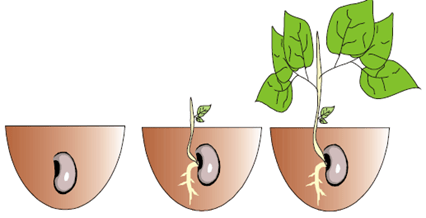 Detail Gambar Pertumbuhan Tanaman Melalui Biji Nomer 27