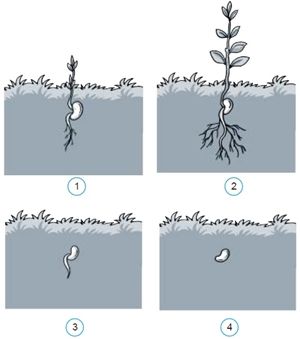 Detail Gambar Pertumbuhan Tanaman Melalui Biji Nomer 28