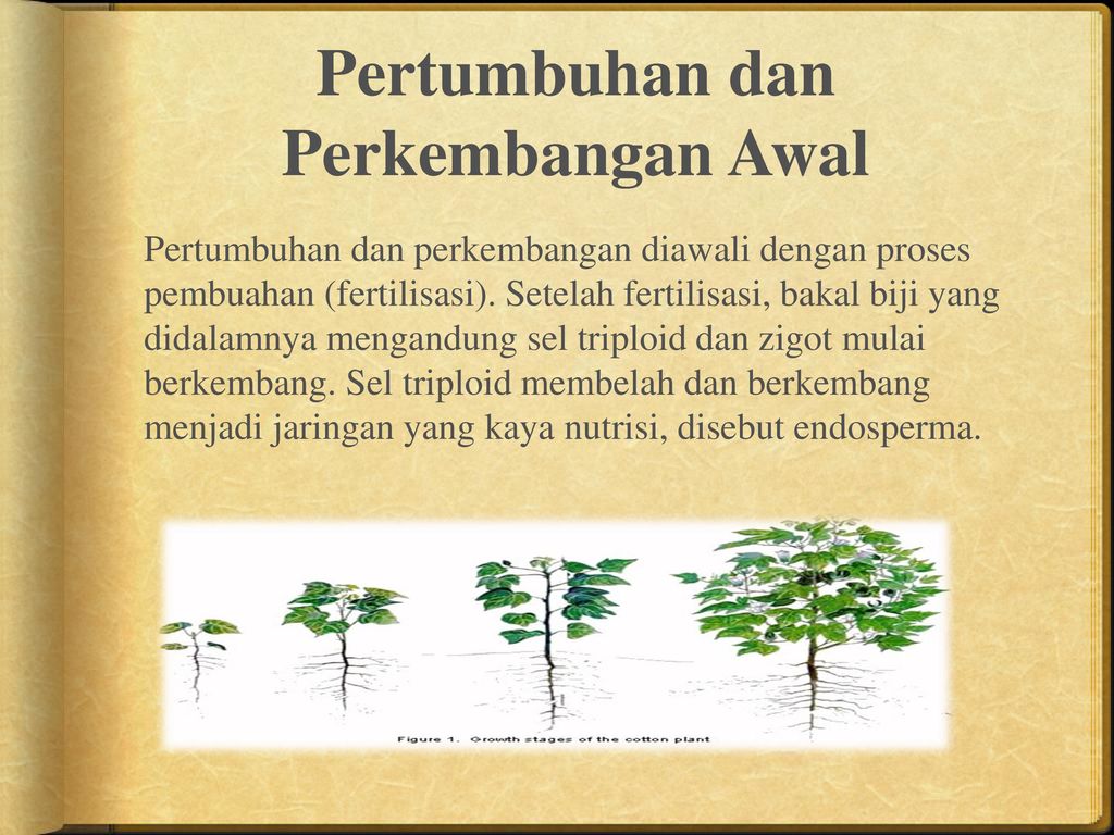 Detail Gambar Pertumbuhan Tanaman Melalui Biji Nomer 34