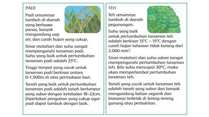 Detail Gambar Pertumbuhan Tanaman Padi Nomer 29