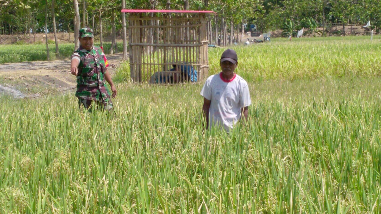 Detail Gambar Pertumbuhan Tanaman Padi Nomer 46