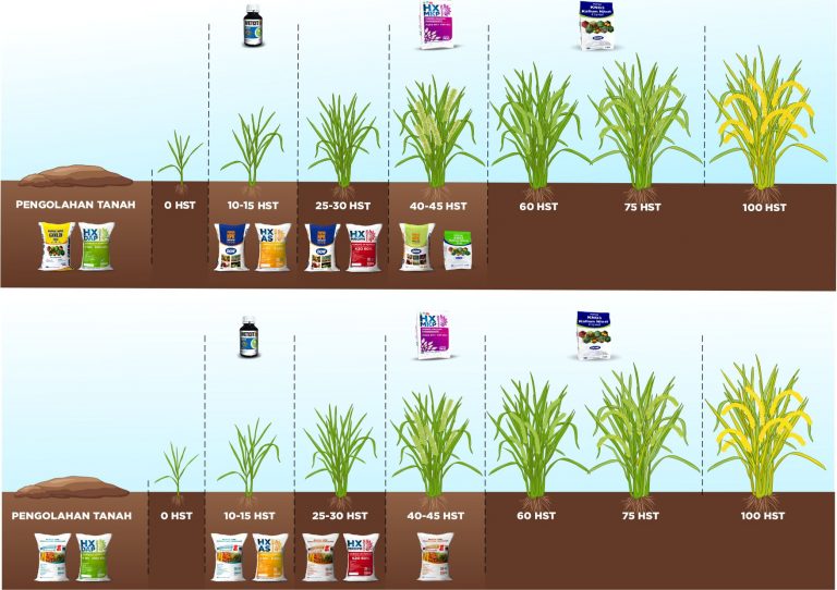 Detail Gambar Pertumbuhan Tanaman Padi Nomer 6