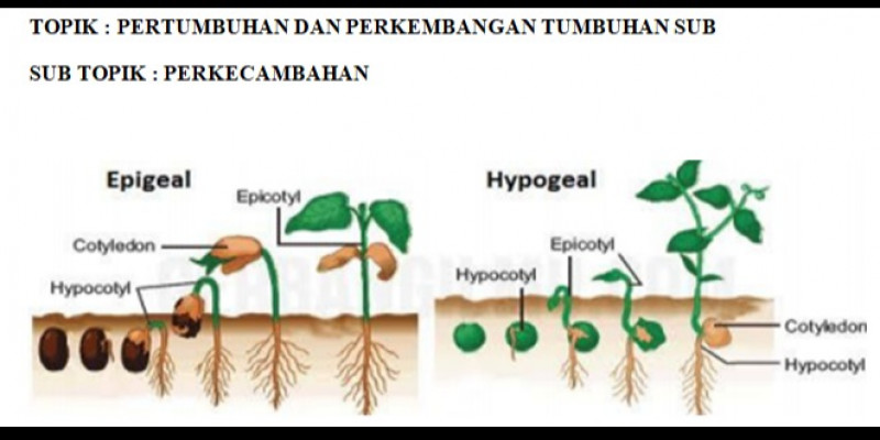 Detail Gambar Pertumbuhan Tumbuhan Nomer 11