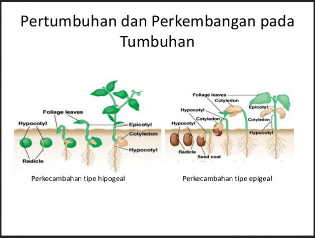 Detail Gambar Pertumbuhan Tumbuhan Nomer 16