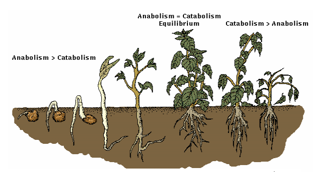 Detail Gambar Pertumbuhan Tumbuhan Nomer 26