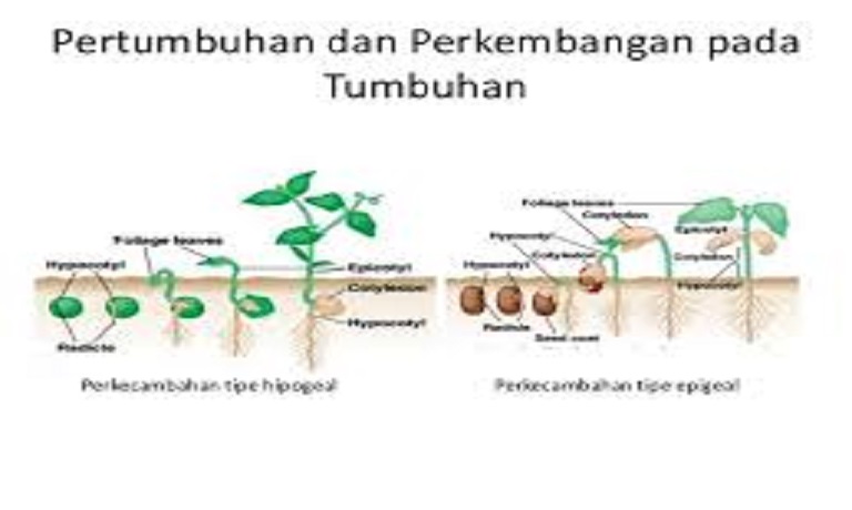 Detail Gambar Pertumbuhan Tumbuhan Nomer 36